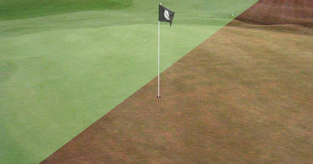 Best Lens Color for Golf Sunglasses: Purple vs. Violet | NYDEF® Golf Learning Center